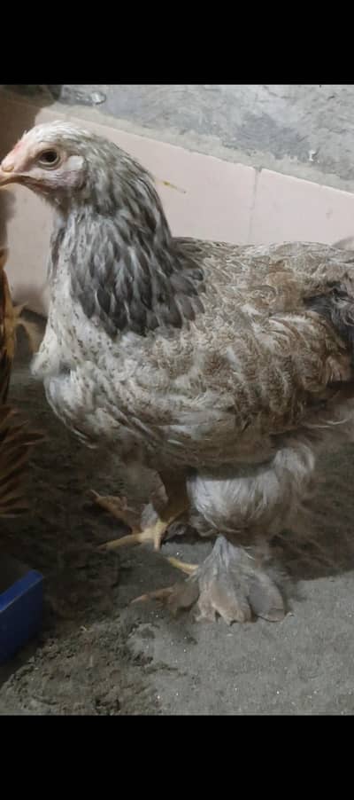 brahma hen,,, female 2 peice hn 03280058008
