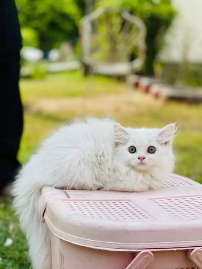 persian cats