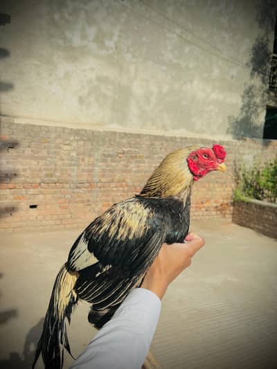 Aseel jawa murga breeder