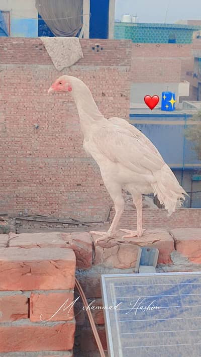 Heera aseel / santool females available