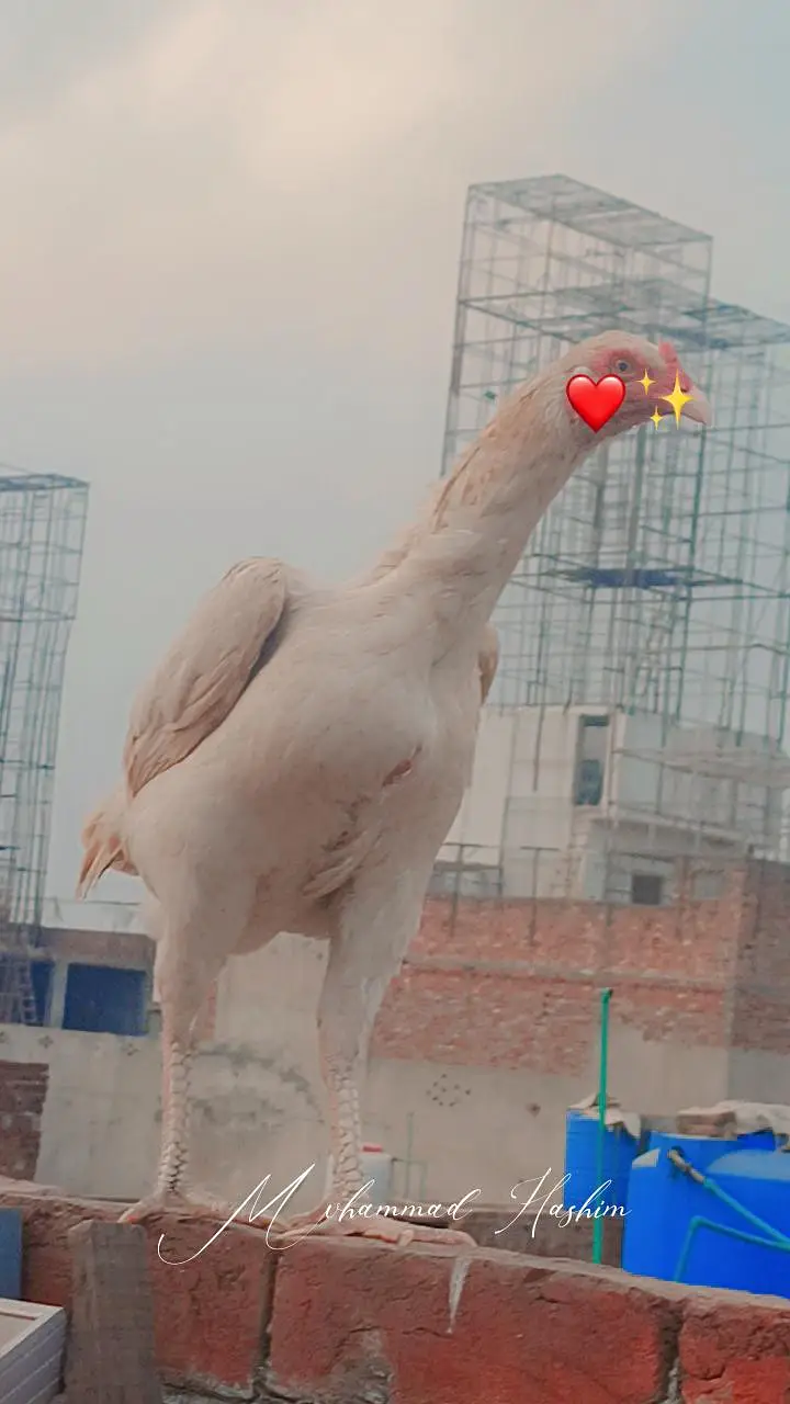 Heera aseel / santool females available — photo 2