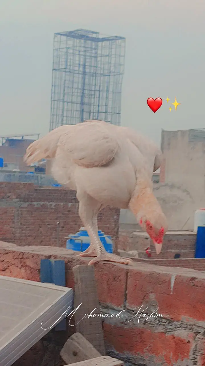 Heera aseel / santool females available — photo 3