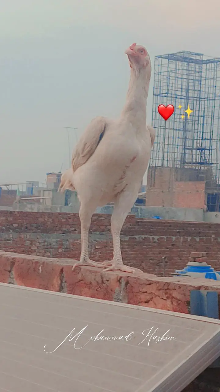 Heera aseel / santool females available — photo 4