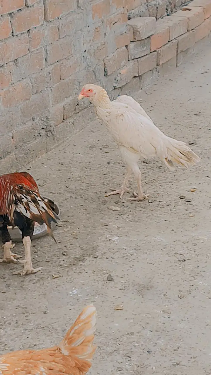 Heera aseel / santool females available — photo 5