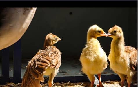 peacock chicks