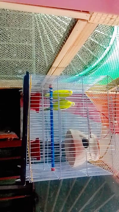 New cage hai
