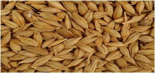 Barley(جو)