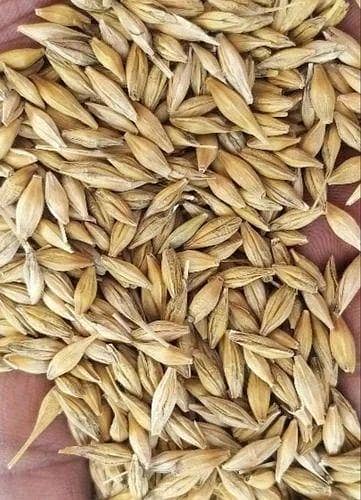 Barley(جو) 1