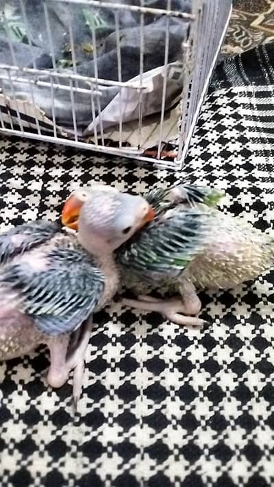 Ringneck chicks