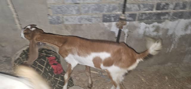 Female goats for sale(Bakri)