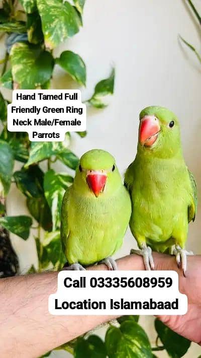 Single 6500 Hand Tamed Friendly Green Ring Neck Male/Female Parrots