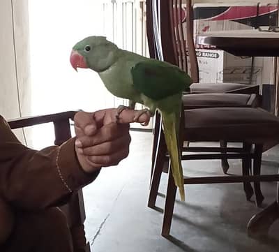 Raw parrot baby full hand tame