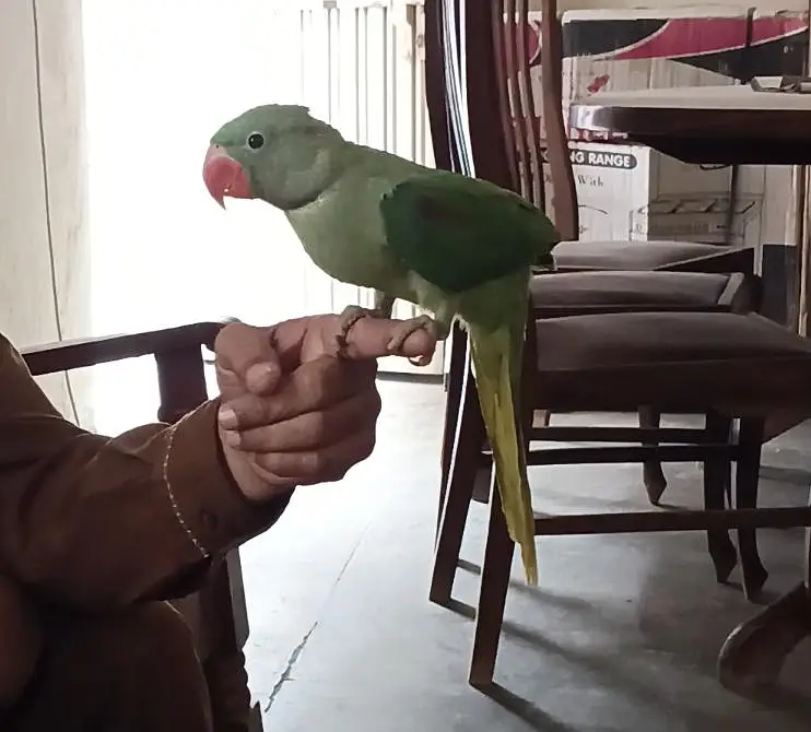 Raw parrot baby full hand tame