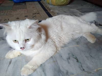 cat for breeding