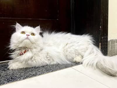 White Persian cat loving and cute face