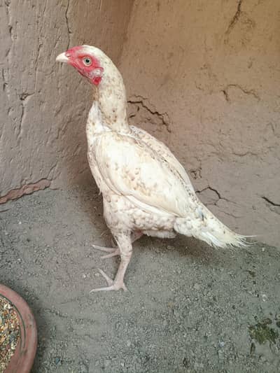 Aseel white shajri madi