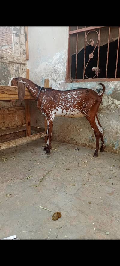 goat for sale