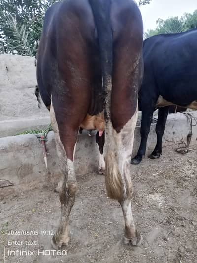 friezen cow for sale