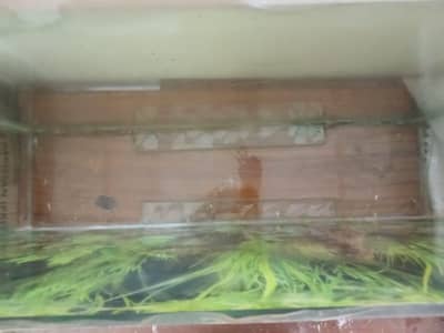 Fish aquarium tank