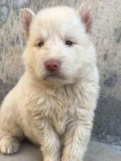 White Siberian Huskey Puppies