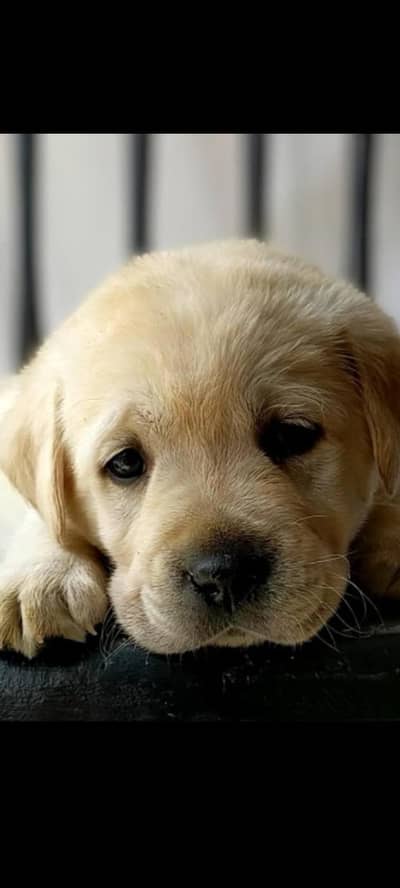 British labra puppy for sale/0318/8588616