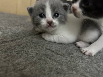 American cats