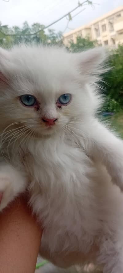 playful white persin kitten