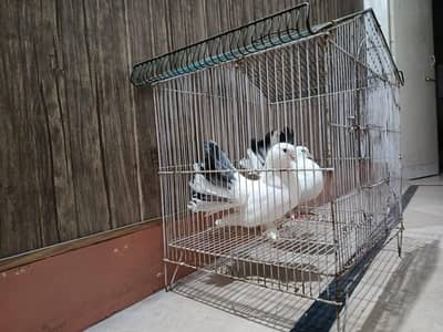 lucky pigeon