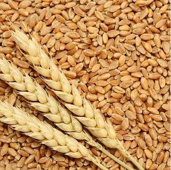 wheat// gandum 0