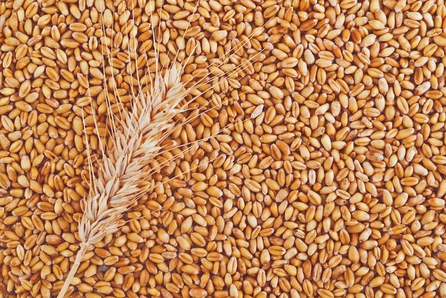wheat// gandum 1