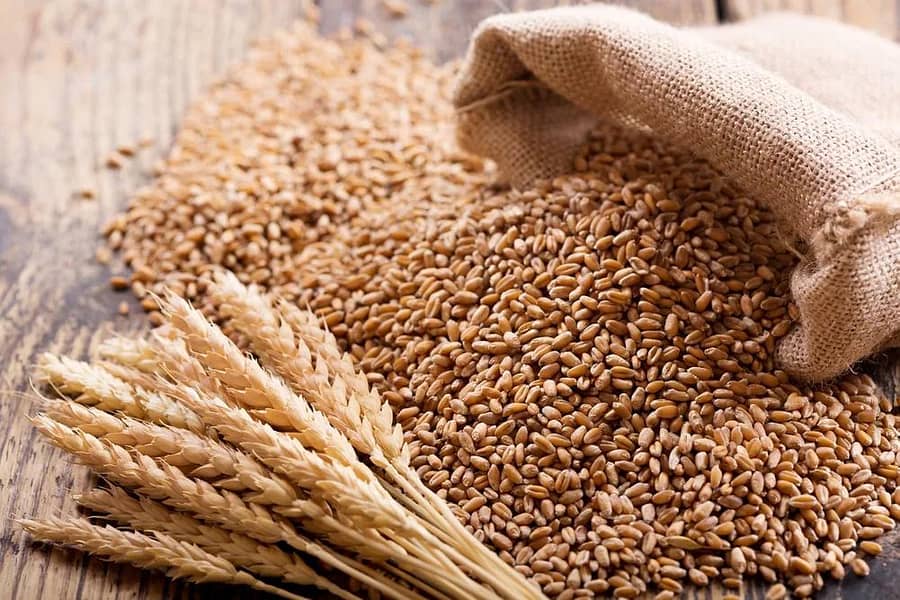 wheat// gandum 2
