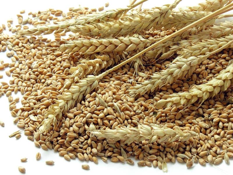 wheat// gandum 3