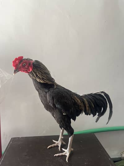 1Assel murga java nasal and 2 hens assel mianwali nasal