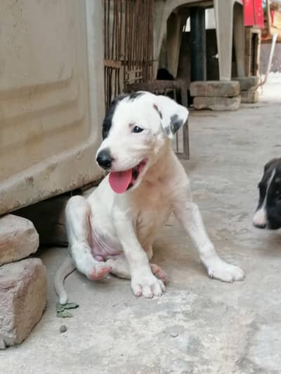 gultair female puppy