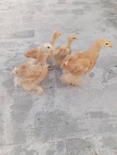 Chicks Golden Heavy Buff