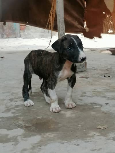 gultair male puppy (waleti)