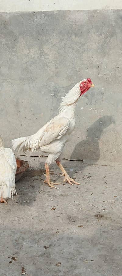 Aseel Male and Female