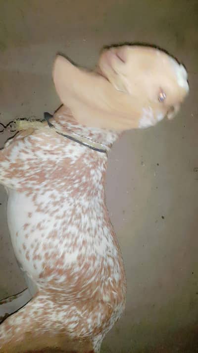 bakri with bacha