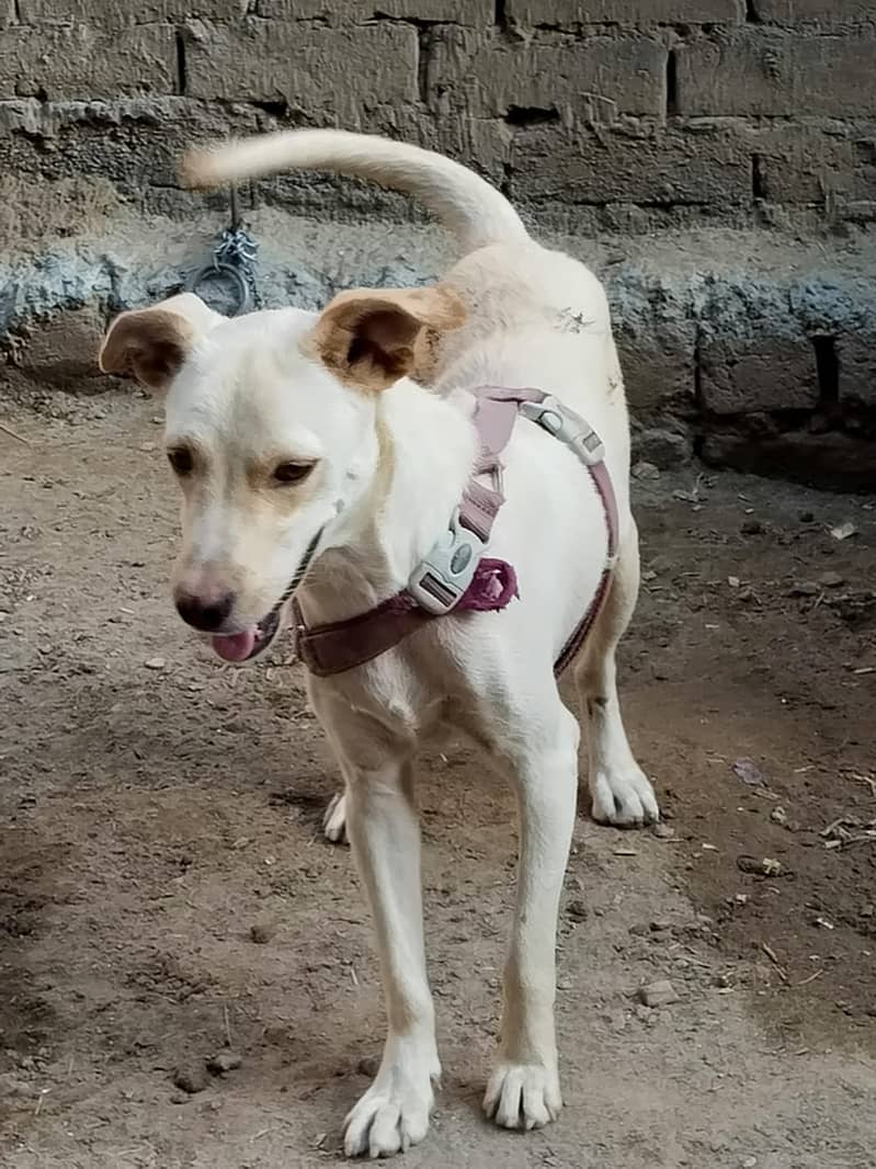full active labrador. 0