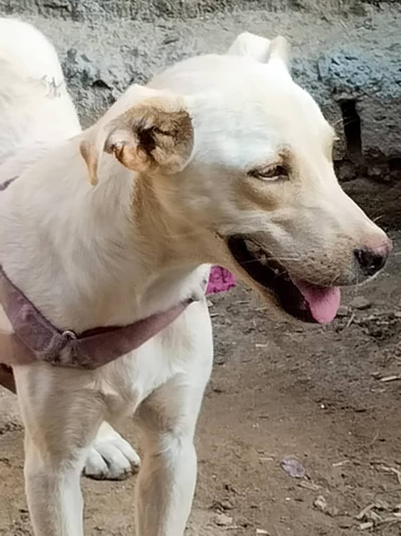 full active labrador. 1