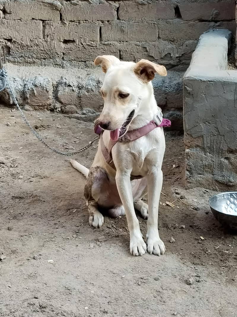 full active labrador. 3
