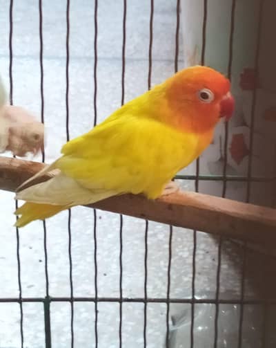 Pale fellows split Opaline male