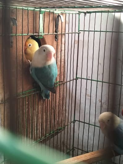 Pale fellows split Opaline male