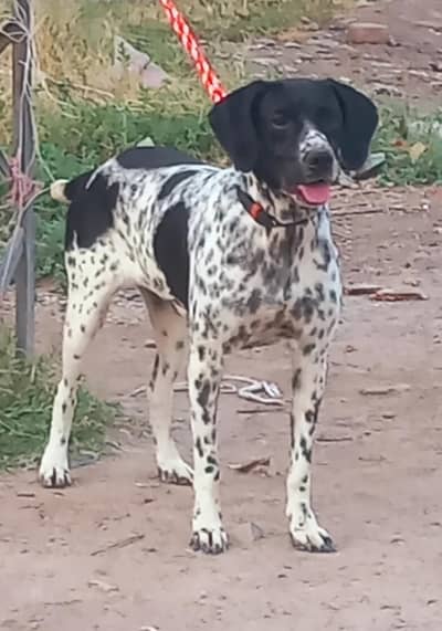 pure garman pointer female full train jall and fair healthy and active