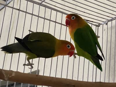 Lovebird pair for sale healthy and active
