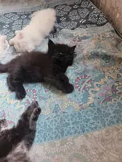 Persian kitten for sale each kitten in 7 k  contect no 03128573521