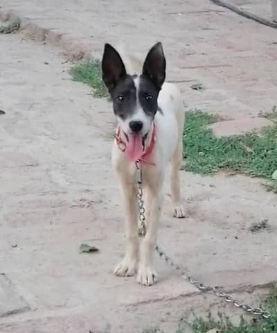 gultair male puppy