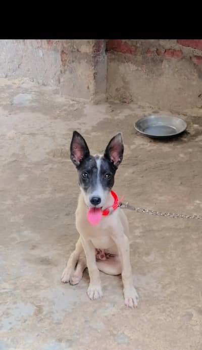 gultair male puppy