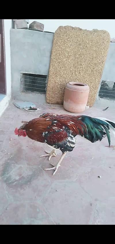 Aseel family for sale