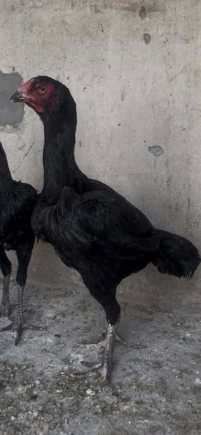 Pure Thai breeder female